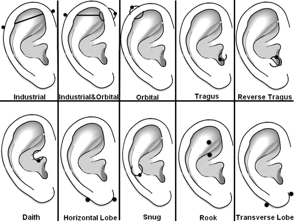 Diagram Different Piercing Names Ears Chart Lobe Piercing Names